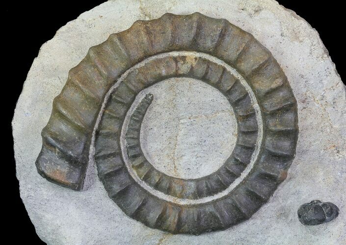 Devonian Ammonite (Anetoceras) - Morocco #64452